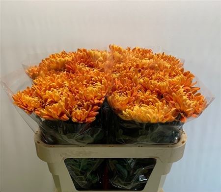 Chrysanth Single Astro 75cm 65gr.