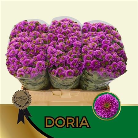 Chrysanth Santini Doria 55cm 56gr.