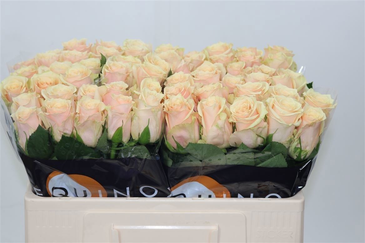 Rosa Bellini! 60cm