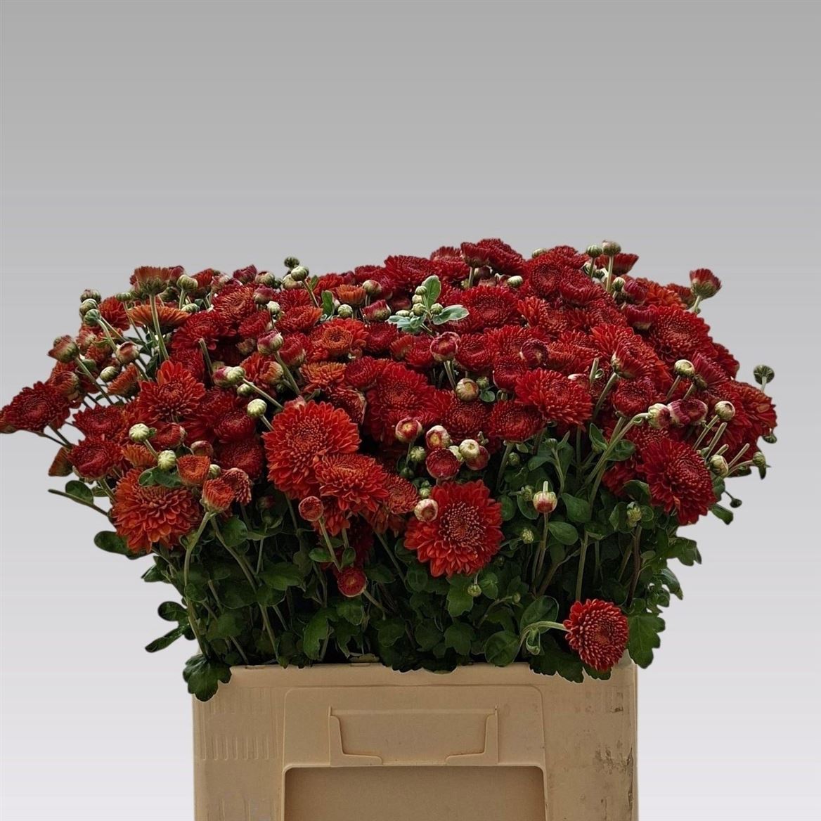 Chrysanth Spray Wendy Red 60cm 60gr.