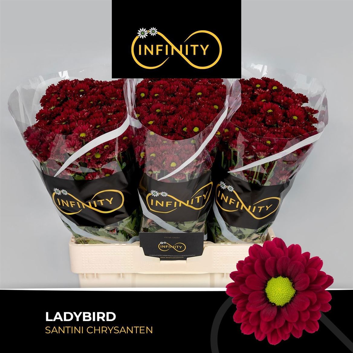 Chrysanth Santini Ladybird 55cm