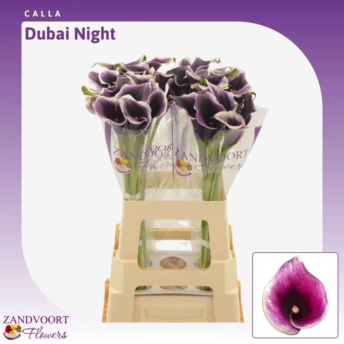 Zantedeschia Dubai Nights 65cm