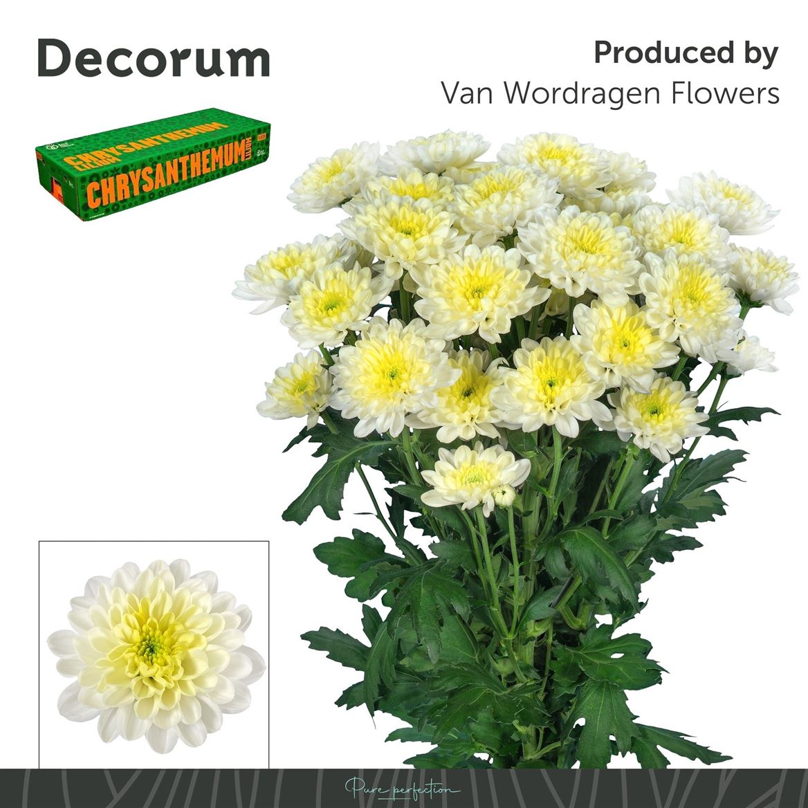 Chrysanth Spray Ltaj Cream 70cm 95gr.