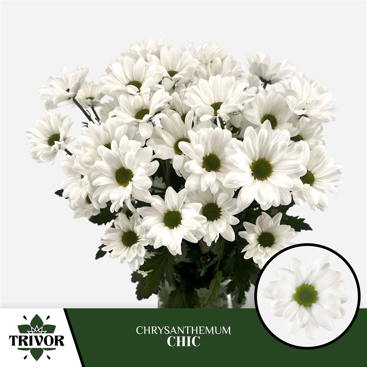 Chrysanth Spray Chic 70cm 80gr.