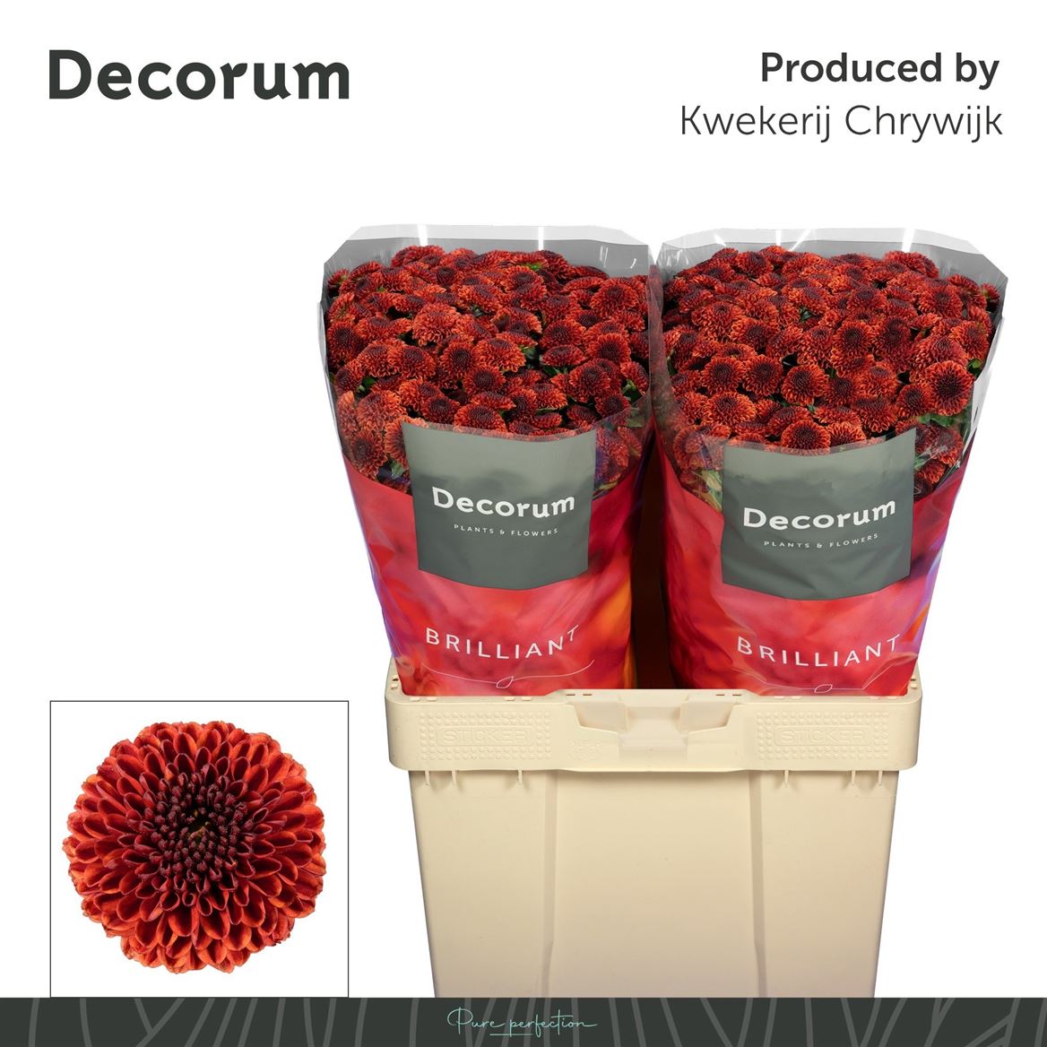 Chrysanth Spray Santini Aaa Securtiy 55cm