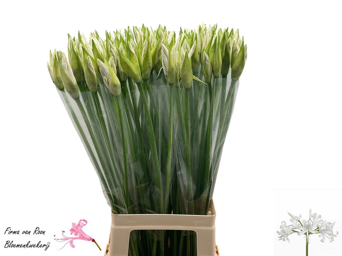 Nerine Bianca Perla 70cm