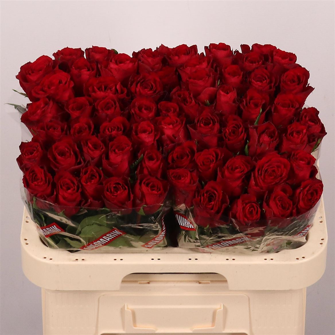 Rosa Madam Red 60cm