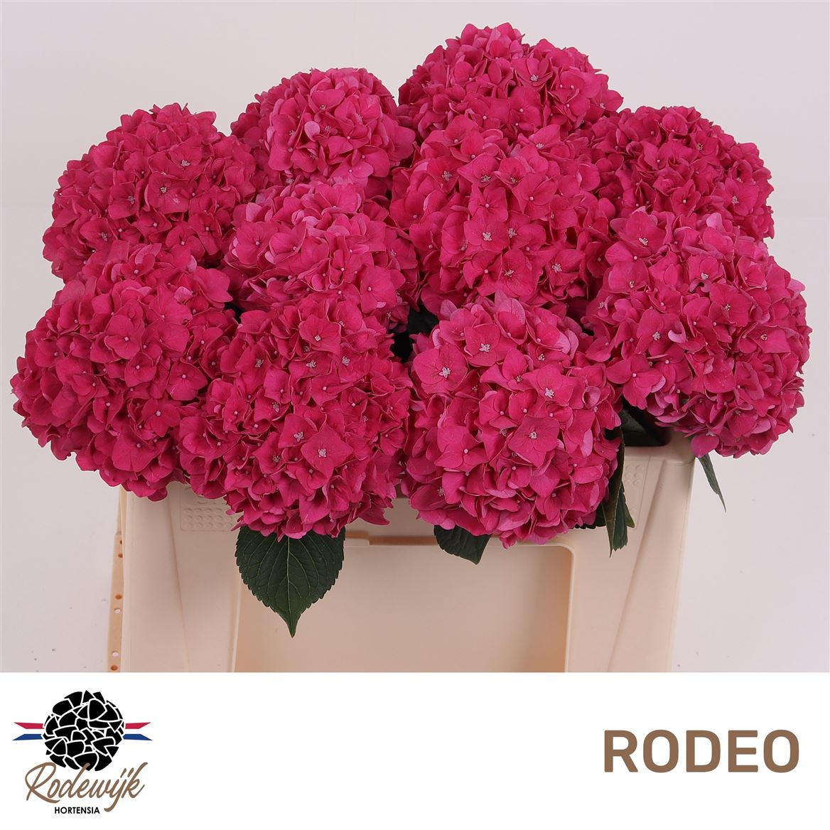 Hydrangea Rodeo Red 50cm 13-15cm Hd