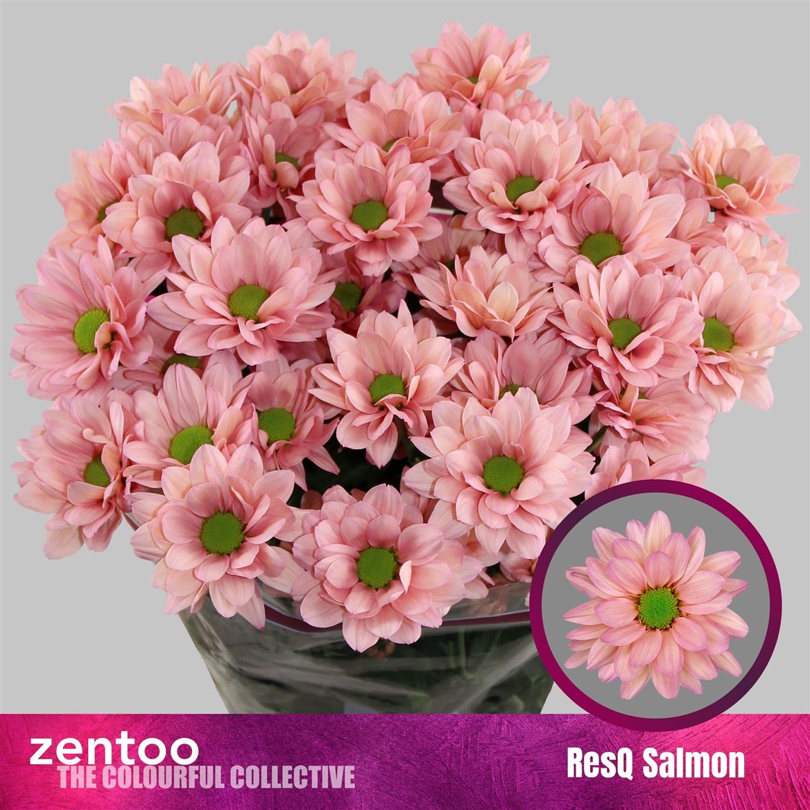 Chrysanth Spray Resq Salmon 70cm 80gr.