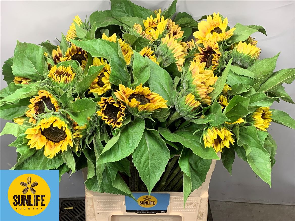 Helianthus Marley 80cm