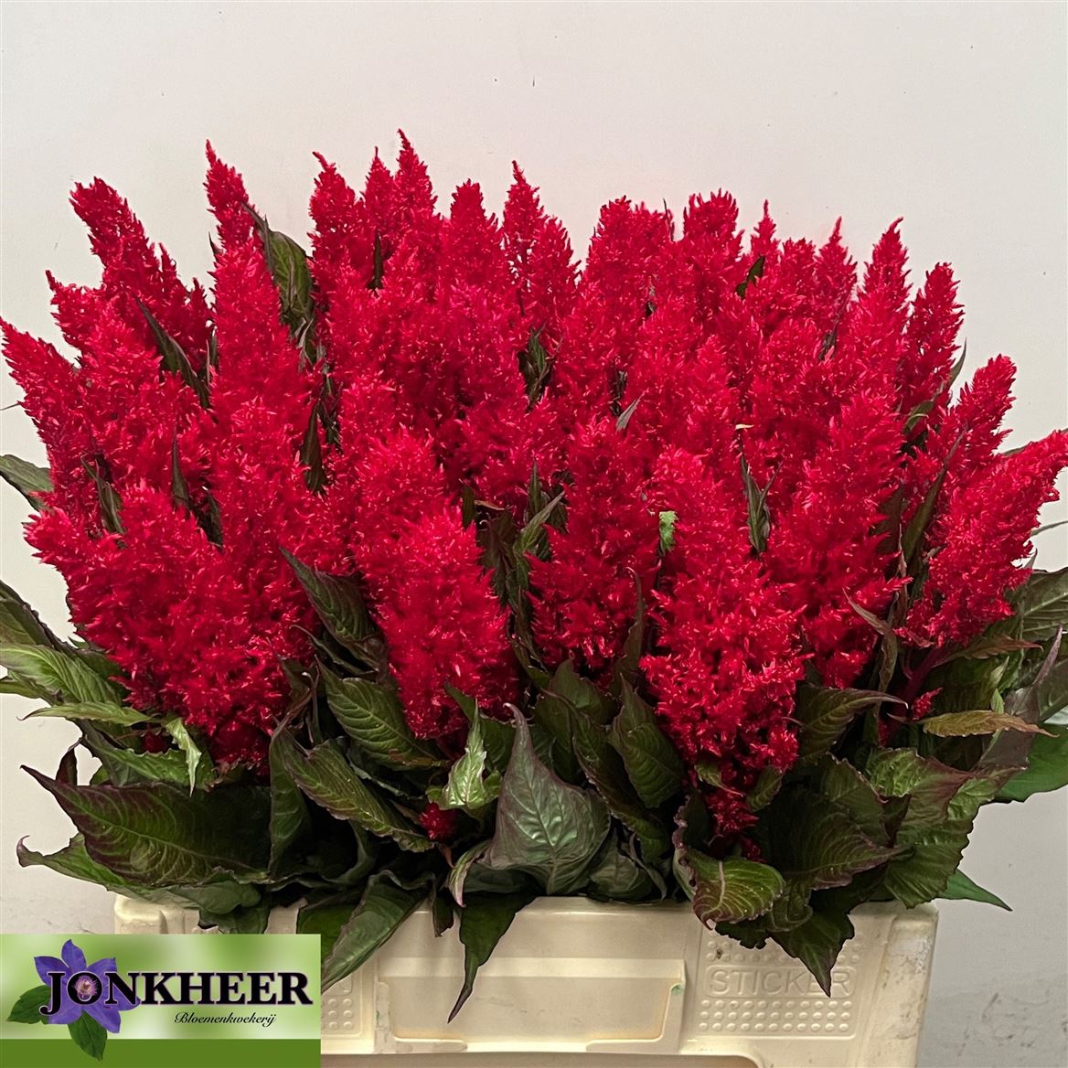 Celosia Century Red 60cm
