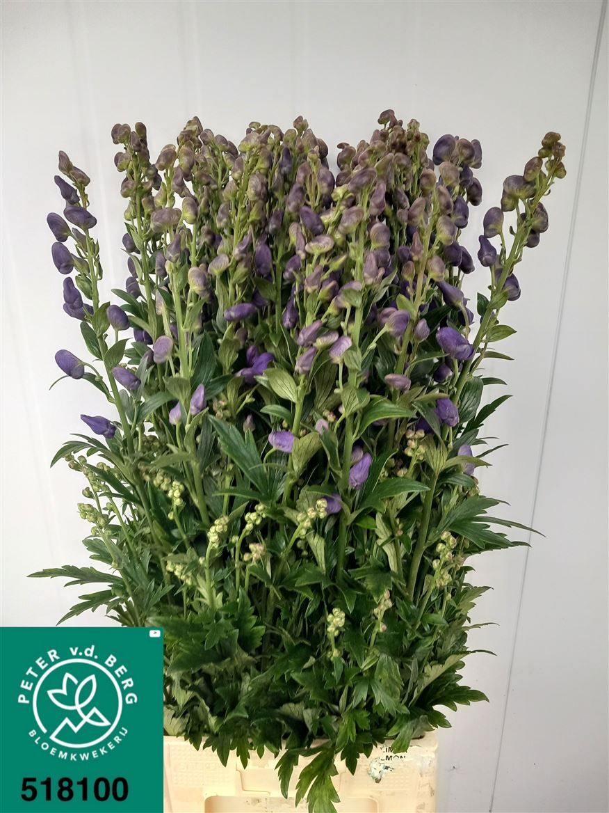 Aconitum Carmichaelii Arendsii 100cm
