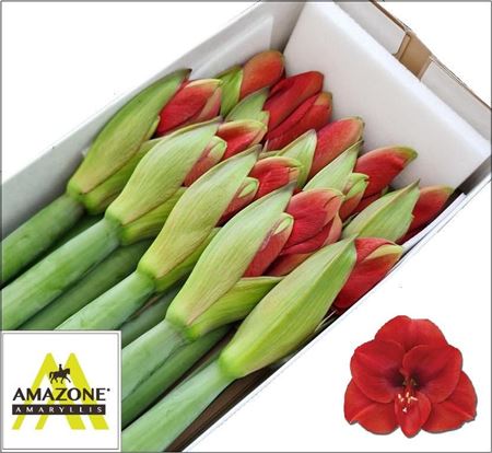 Hippeastrum Ferrari 75cm