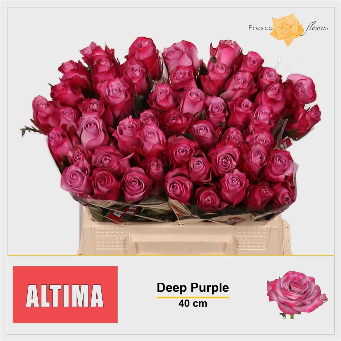 Rosa Deep Purple 40cm