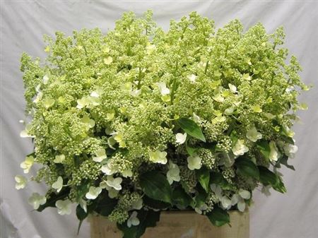 Hydrangea Kyushu 70cm 6-8cm Hd