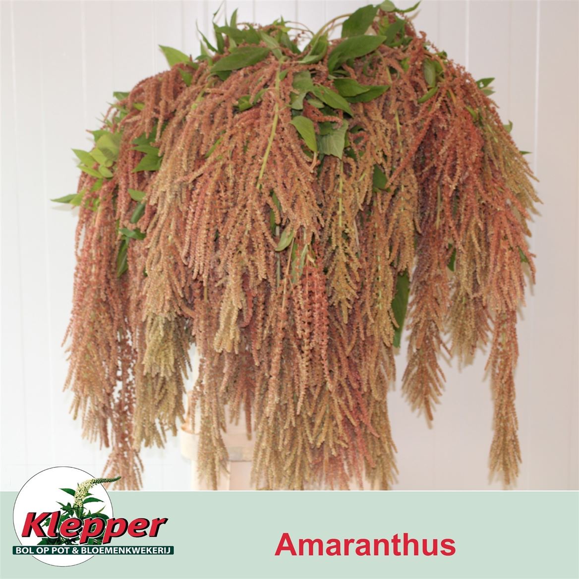 Amaranthus Caudatus Coral Fountain 90cm
