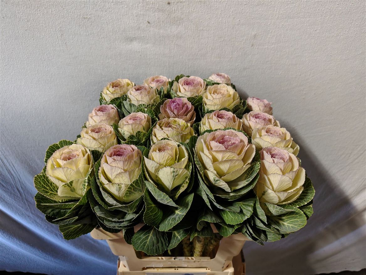 Brassica Condor White 60cm