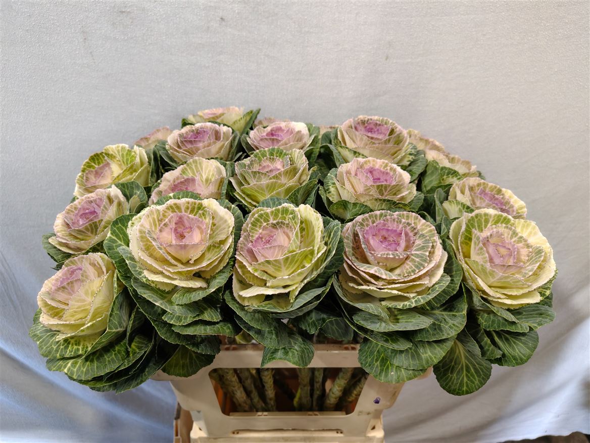 Brassica Crane Bicolour 60cm