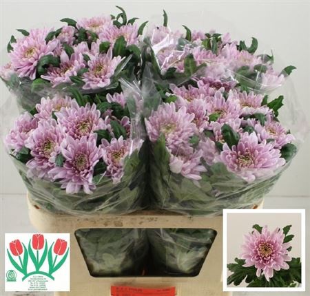 Chrysanth Single Rossano 75cm 95gr.