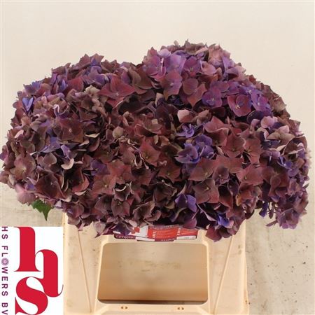 Hydrangea Mon Amour Classic 40cm 13-15cm Hd