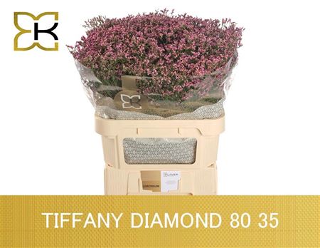 Limonium Sinense Tiffany Diamond 80cm 40gr.