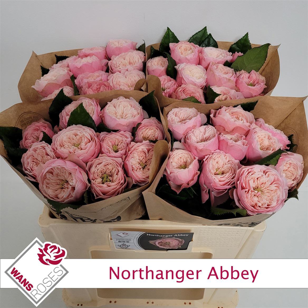 Rosa Northanger Abbey 50cm