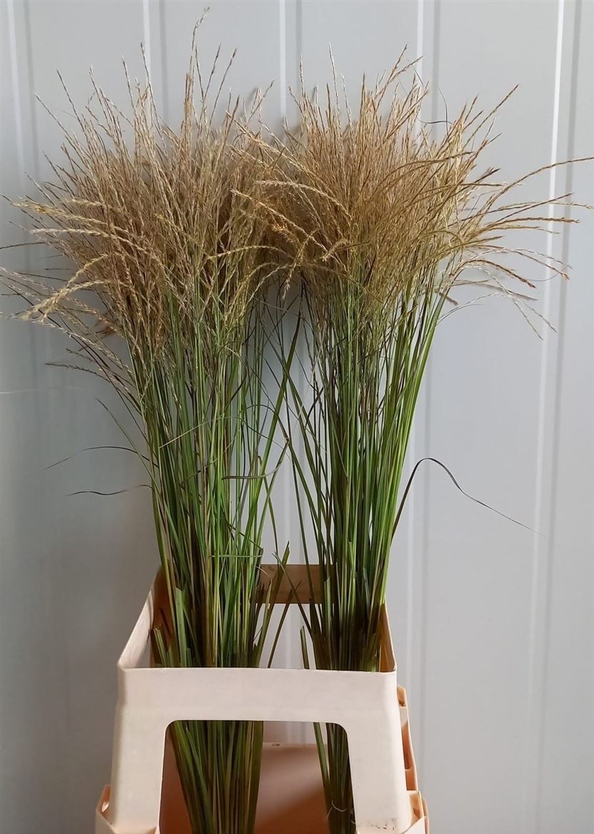 Miscanthus Ferner Osten White 85cm