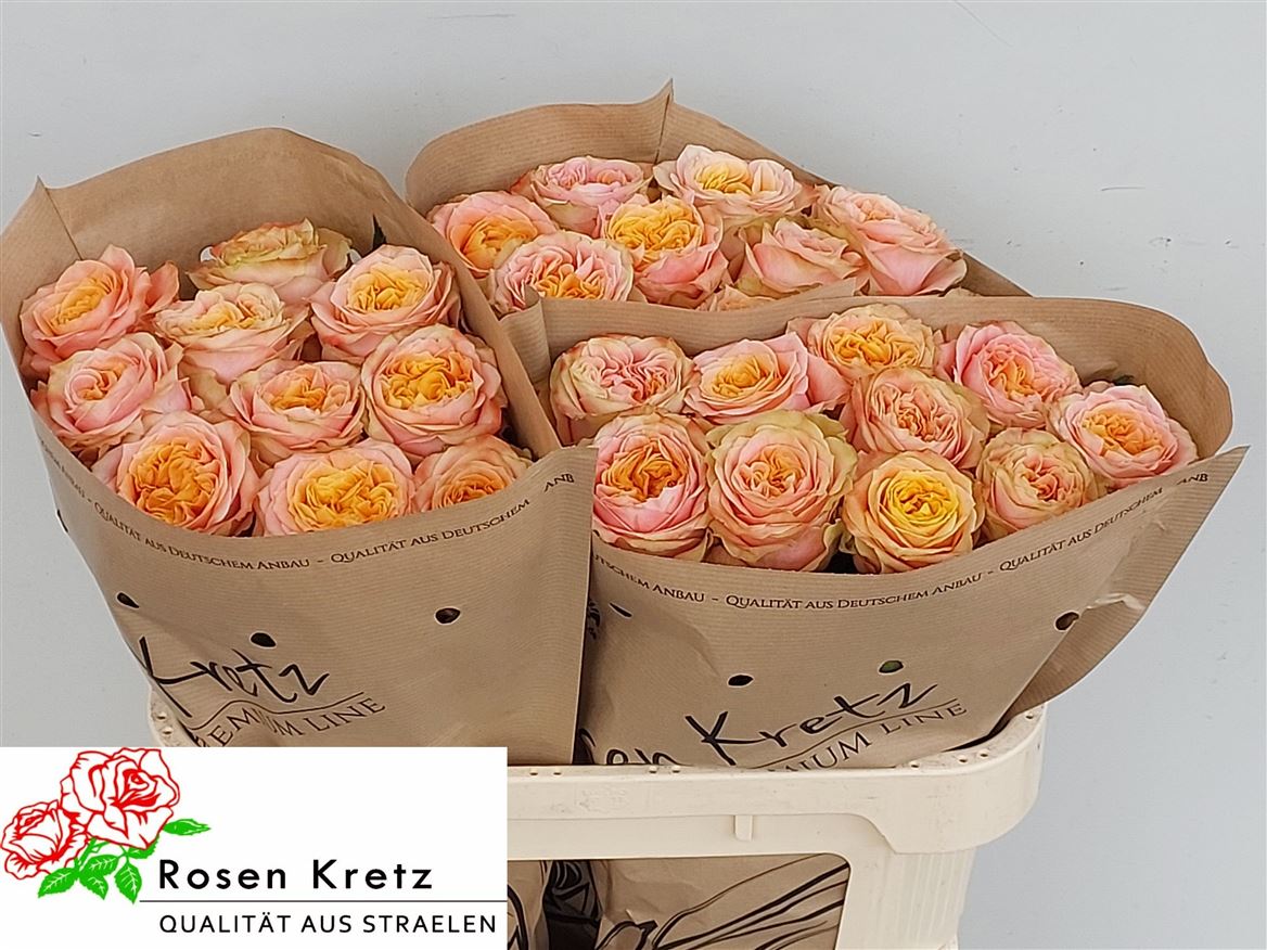 Rosa Peach Funky+ 70cm