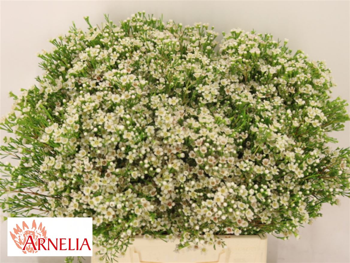 Chamelaucium Pearl Buttons 40cm 25gr.