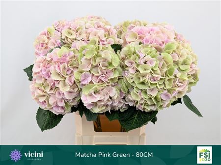 Hydrangea My Beautiful Matcha Classic 80cm 19-21cm Hd