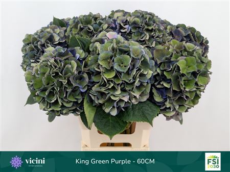 Hydrangea Royal King Classic 60cm 18-20cm Hd