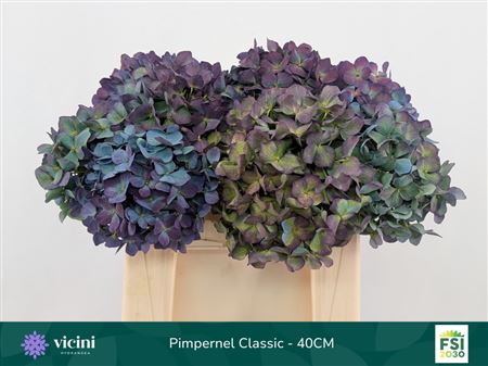 Hydrangea Pimpernel Classic 40cm 14-16cm Hd