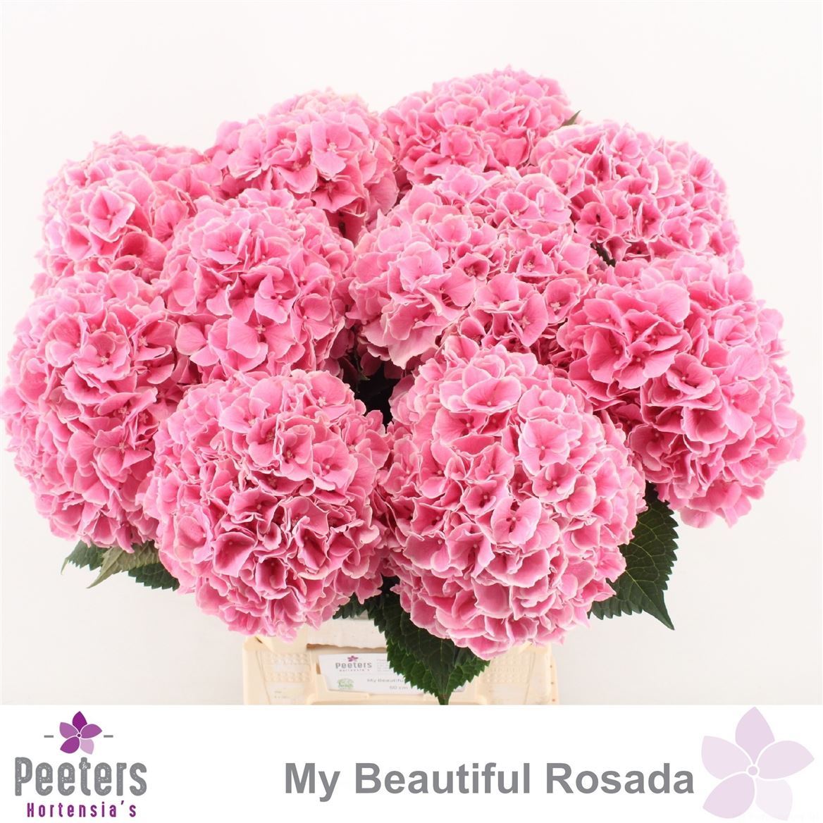 Hydrangea My Beautiful Rosada 60cm 18-20cm Hd
