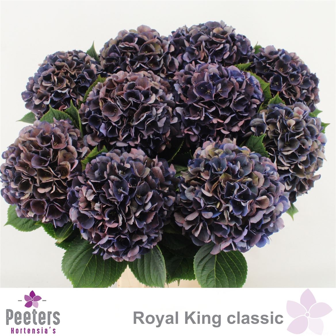 Hydrangea Royal King Classic 65cm 16-18cm Hd