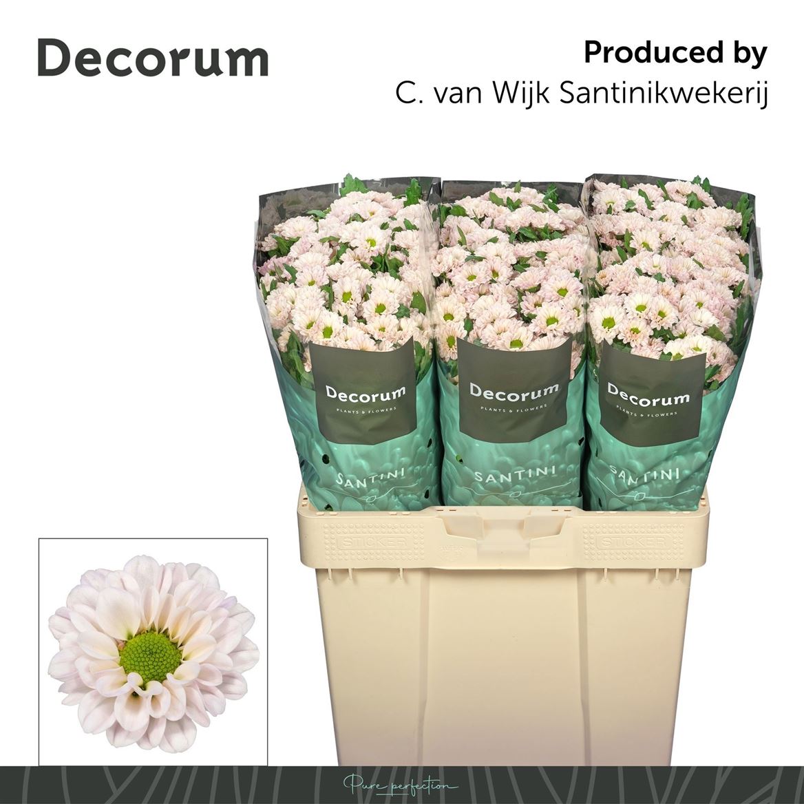 Chrysanth Santini Fabiani Pearl 55cm