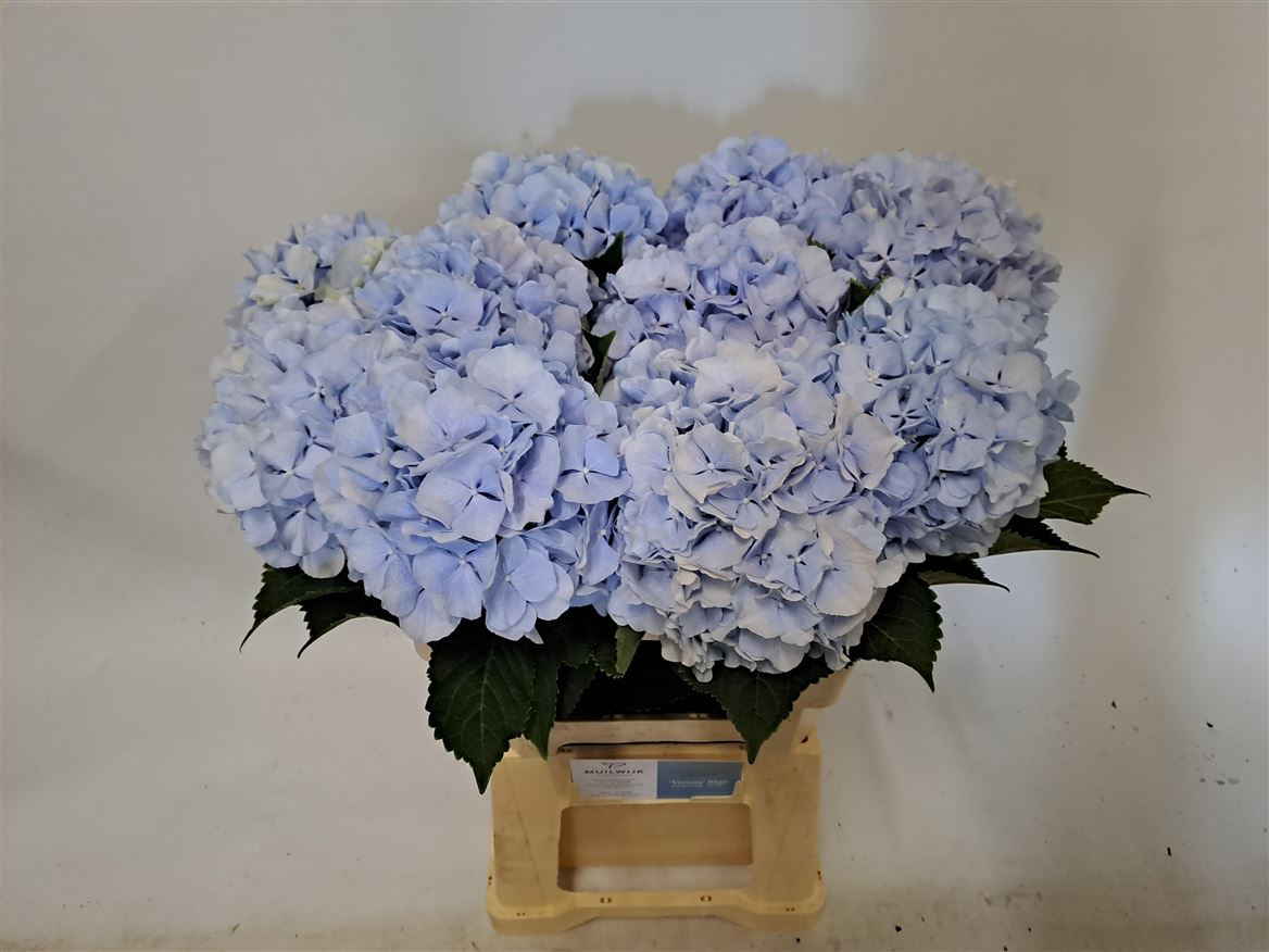 Hydrangea Verena Blue 60cm 12-14cm Hd