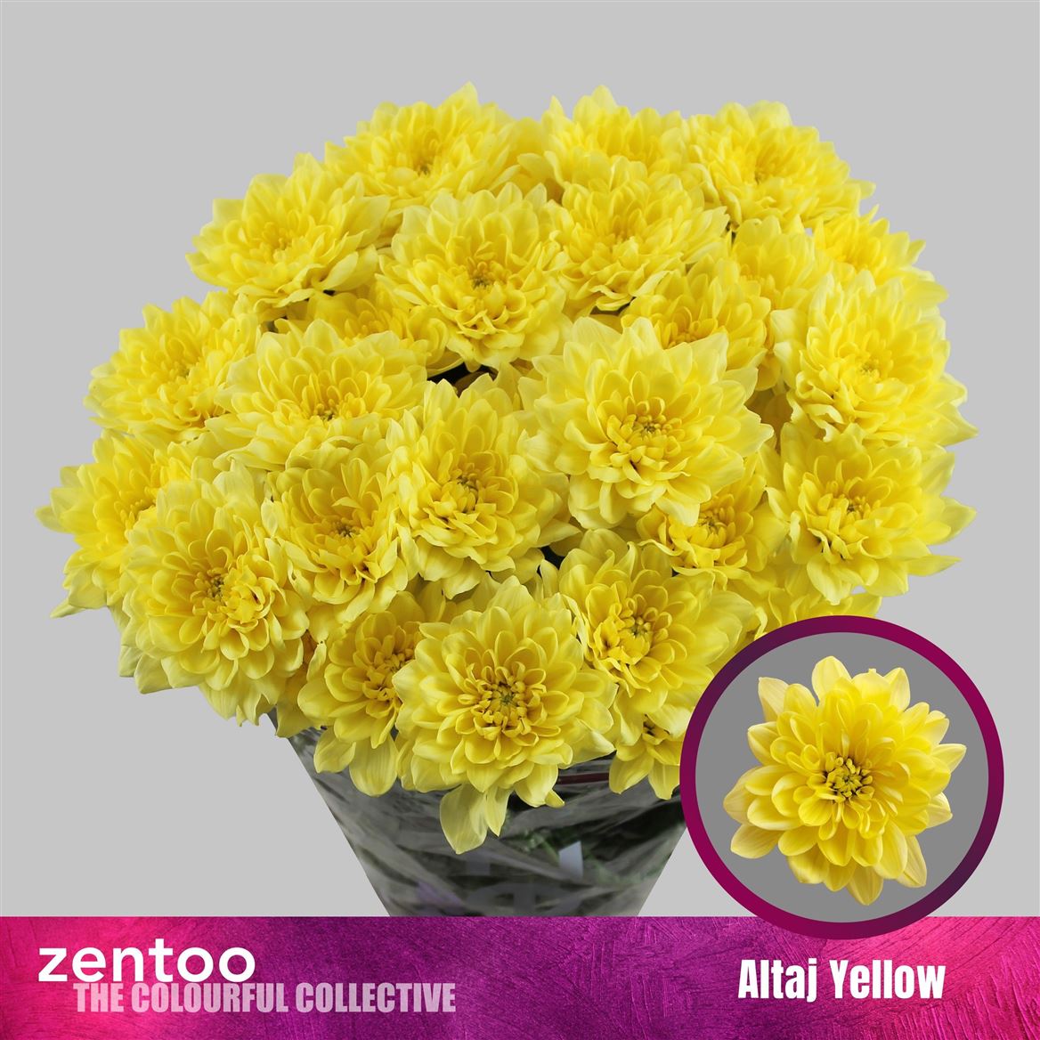 Chrysanth Spray Altaj Yellow 65cm 100gr.