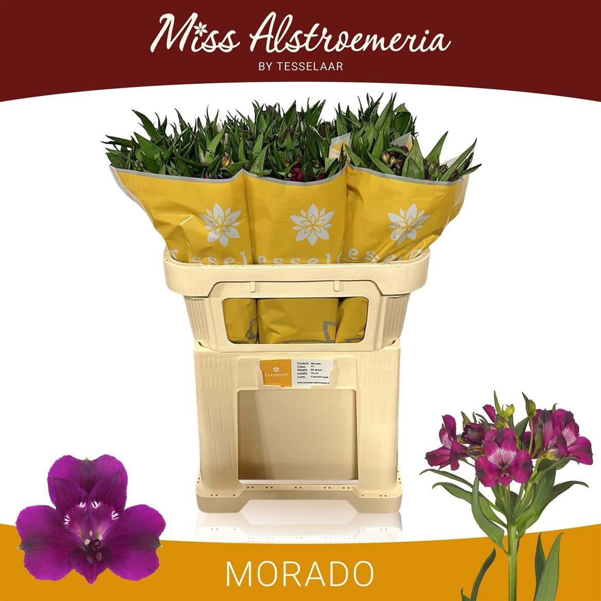 Alstroemeria Morado 75cm 60gr.