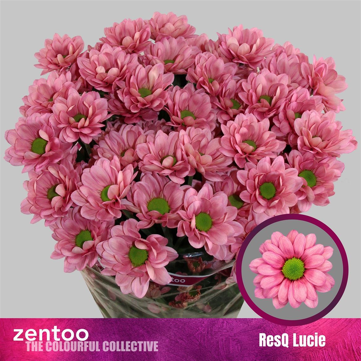 Chrysanth Spray Resq Lucie 70cm 75gr.