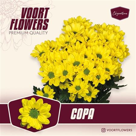 Chrysanth Spray Copa 70cm 85gr.