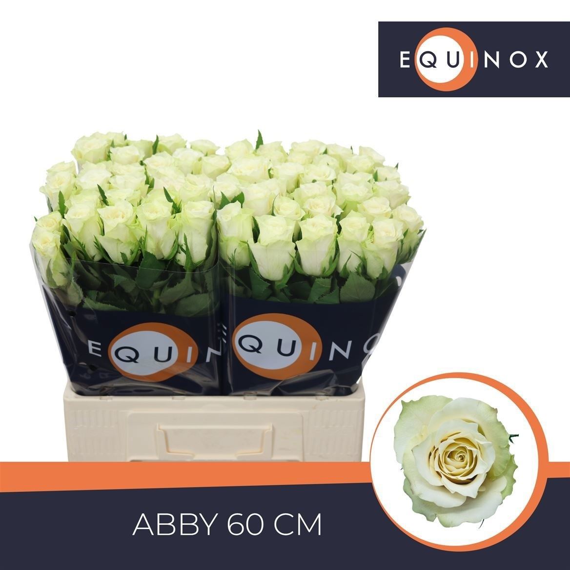 Rosa Abby 60cm