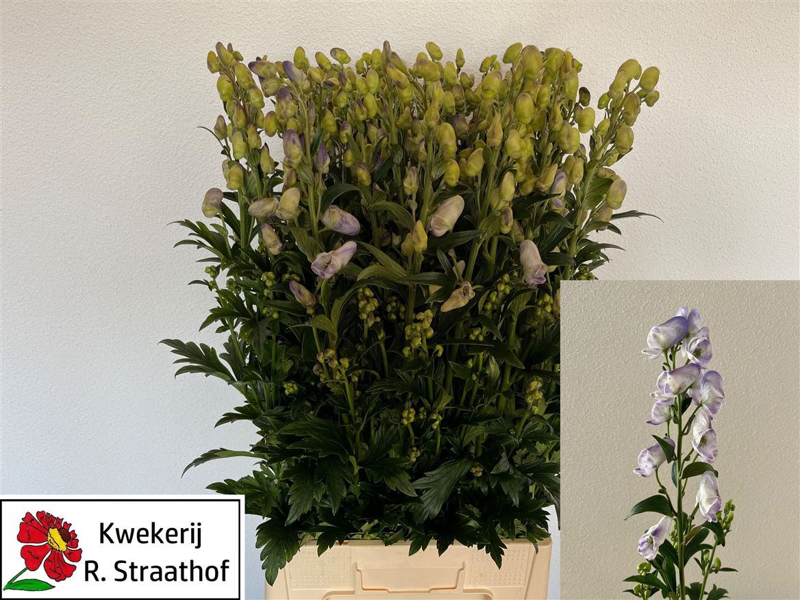 Aconitum Carmichaellii Cloudy 90cm