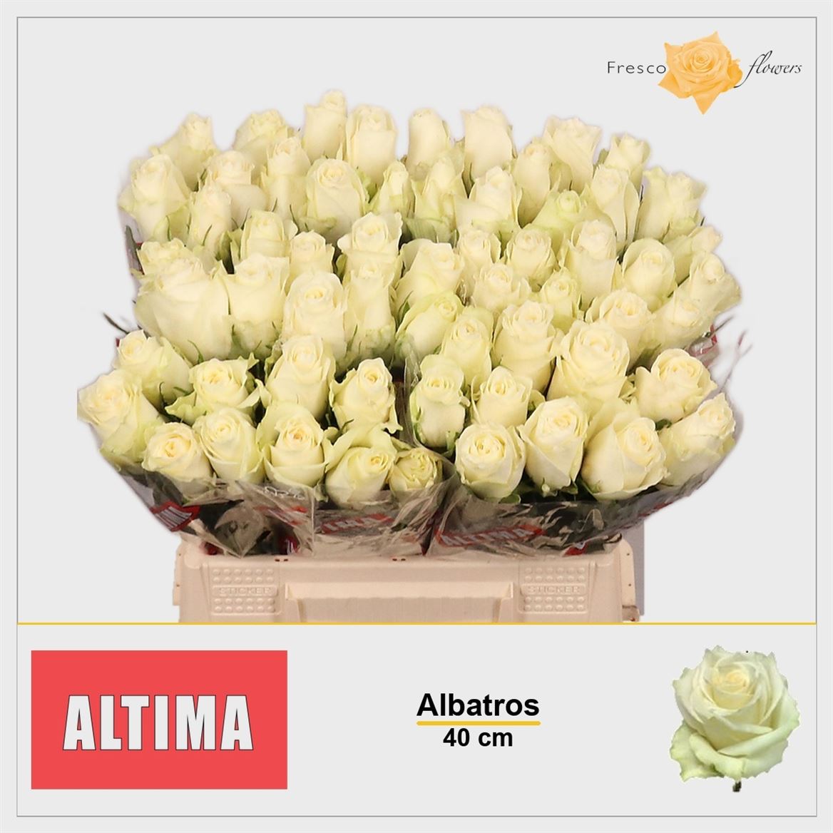 Rosa Albatros 40cm