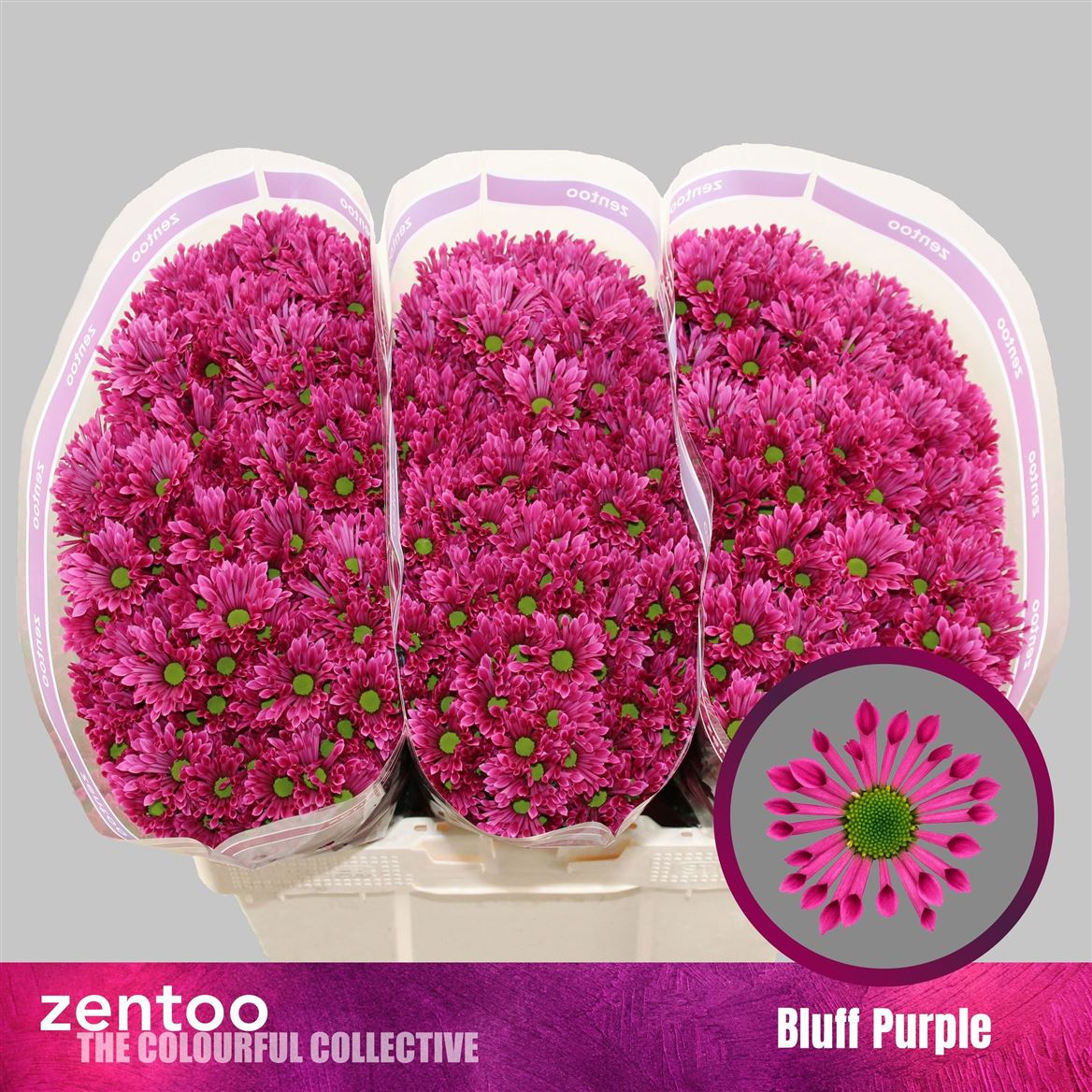 Chrysanth Santini Aaa Bluf Purple 55cm