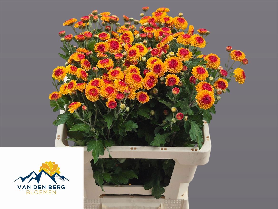 Chrysanth Spray Bright Eye 60cm 50gr.