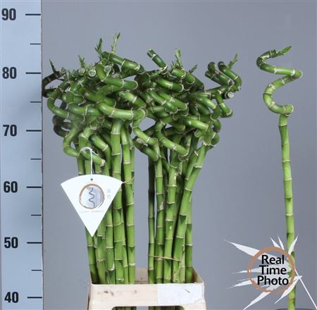 Dracaena Lucky Bamboo 80cm Spiral