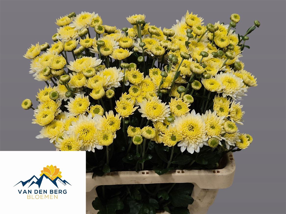 Chrysanth Spray Blenda White 60cm 45gr.