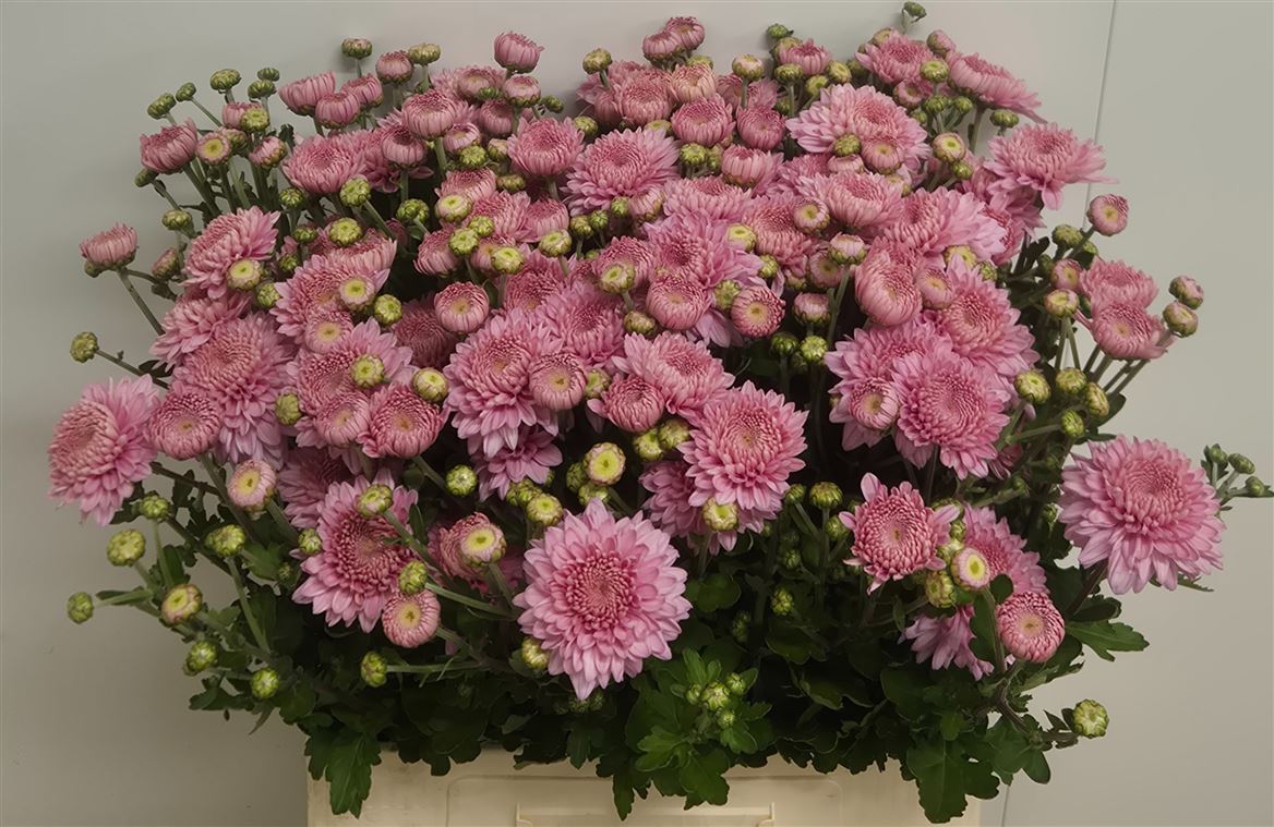 Chrysanth Spray Gompie Pink 65cm 100gr.