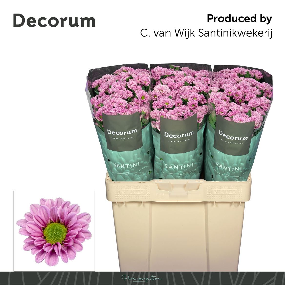 Chrysanth Santini Fabiani Pink 55cm
