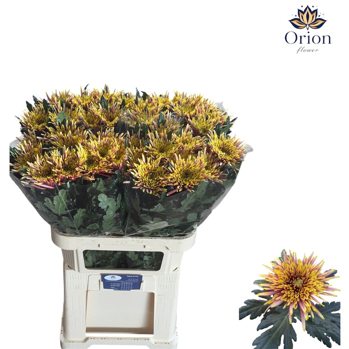 Chrysanth Single Tula Autumn 80cm 110gr.